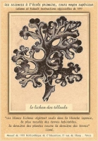 lichen